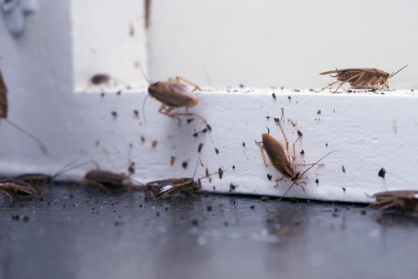 termite treatment patna