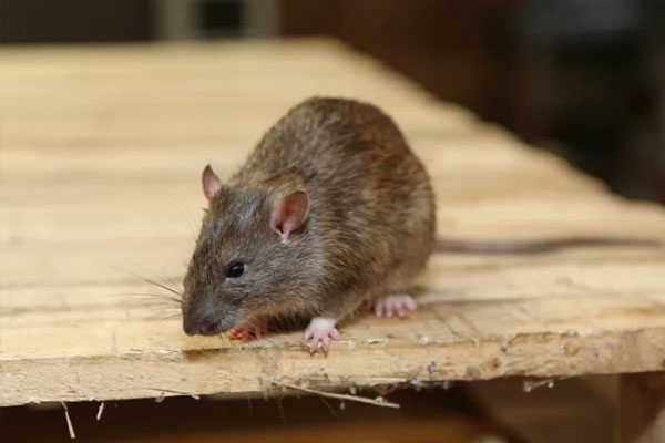 termite treatment patna