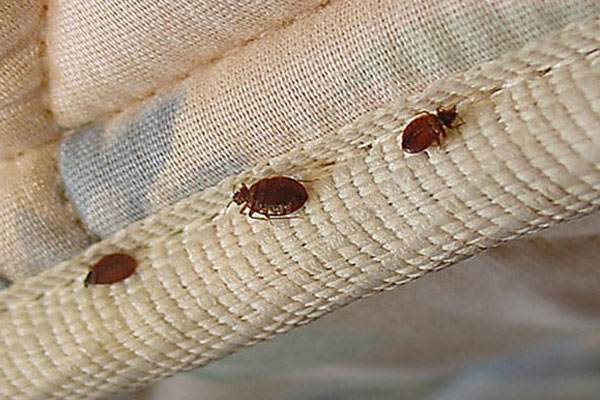patna termite treatment